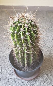Kaktus ECHINOPSIS (kvetouci) - 4