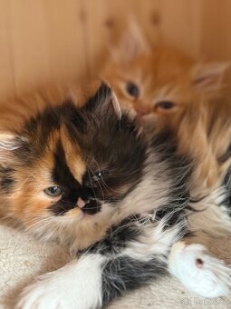 Menuet(munchkin) - 4