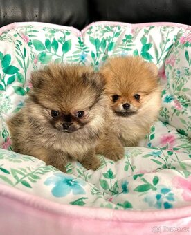 Pomeranian fenečka - 4