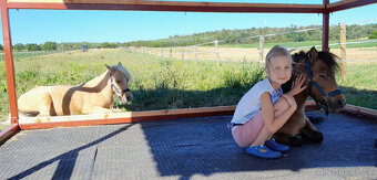 American minihorse - 4