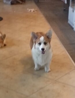 Welsh Corgi Pembroke - 4