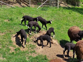 Na prodej: 4 beránky plemene Zwartbles - 4