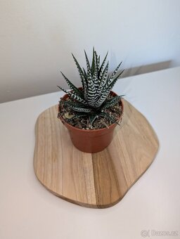 Sukulent - Haworthia fasciata Big Band - 4