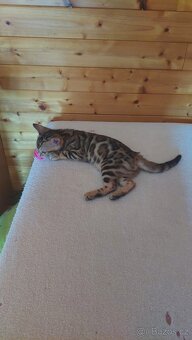 Bengalská kočka-koťátka s PP - 4