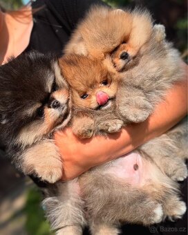 Pomeranian s PP FCI - 4