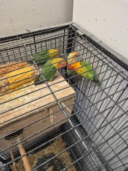 Agapornis fischeri - 4