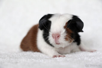 Krátkosrsté morče, morčátko, morčata s PP - 4