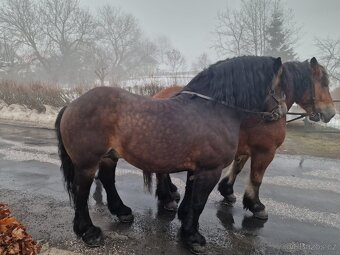 Prodám polske chladnokrevniky - 4