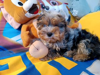 Jorkšírský teriér - 4