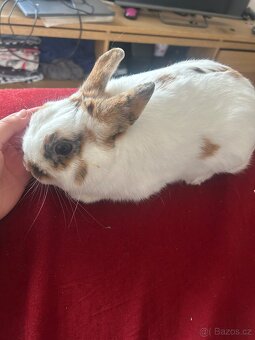 Zakrslý králíci i se samcem - 4