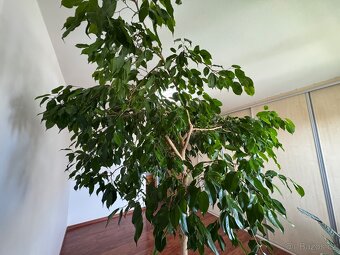 Strom Ficus Benjamin - 4