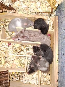 Syrský křeček - 4