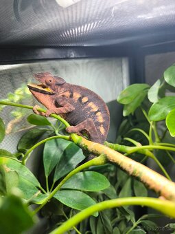 Chameleon pardáli - 4