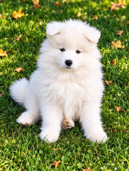 Samojed s PP - štěňátka - 4