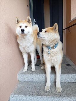 Štěňata Akita inu - 4