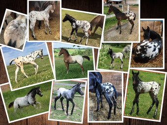 Černý HOMOZYGOT - Appaloosa – připouštění - 4