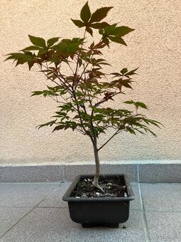 Bonsai, Bonsaj, japonský javor, skalky - 4