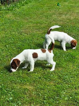 Jack Russell terier pejsek s rodokmenem - 4