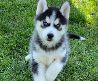 Prodám štěněta sibiřského huskyho s PP - 4