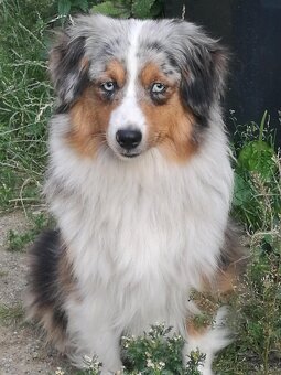 Miniaturní americký ovčák- pejskové s PP v barvě - 4