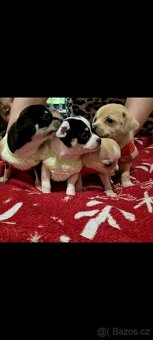 Čivava mini štěňata bez pp - 4
