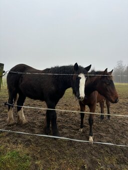 Prodej, výměna IC klisny - 4