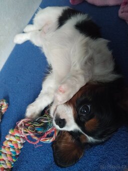kavalír king charles španěl - 4