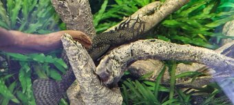 Ancistrus - 4