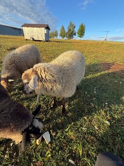 Jehnička kříženec - 4