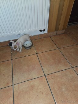 ČIVAVA KRÁTKOSRSTÁ slečna - 4