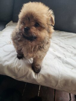 Pomeranian fenka - 4