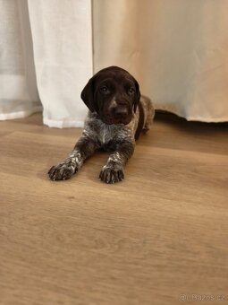 Německý krátkosrstý ohař - 4