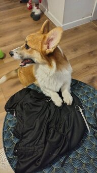 Welsh Corgi Pembroke - 4