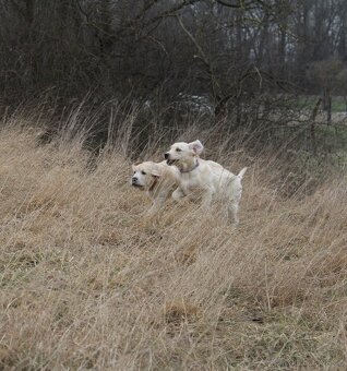 Labrador retriever s PP - 4