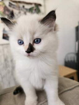 Hebká koťátka Ragdoll - odběr polovina června - 4