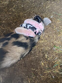 Kune Kune - 4