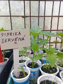 Doprodej sazenic rajčat a paprik - 4