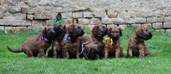 PLAVÁ ŠTĚŇÁTKA BRIARDŮ - 4