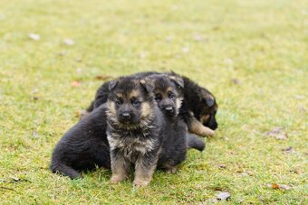 Štěňata - Německého ovčáka - 4