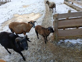 Kamerunský Beránek - 4