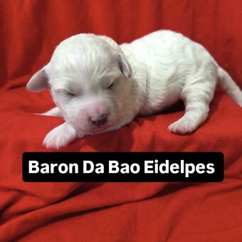 Prodám štěňátka Bišonka s PP - 4