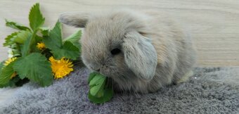 Miminka minilop beránků k rezervaci 🐰 - 4