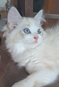 Kočičky ragdoll s PP - 4