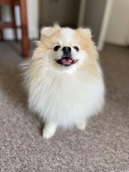 Pomeranian creme-sable ke krytí s PP a s bonitací - 4