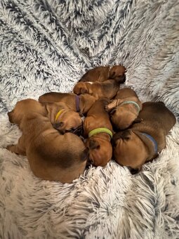 Francouzský buldoček – štěňátka k rezervaci 🐶 - 4