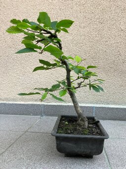Bonsai, Bonsaj, jamadori, habr - 4