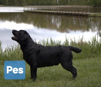 Labradorsky retriver s PP-šteňata - 4