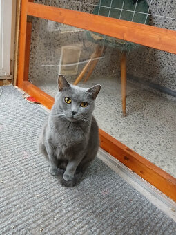 Kartouzská Kočka -kotě - 4