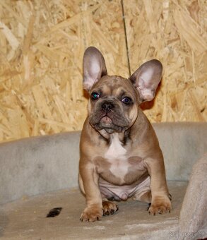 Francouzský buldoček s PP - 4