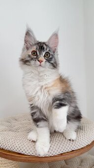 Kočička mainská mývalí s PP - 4